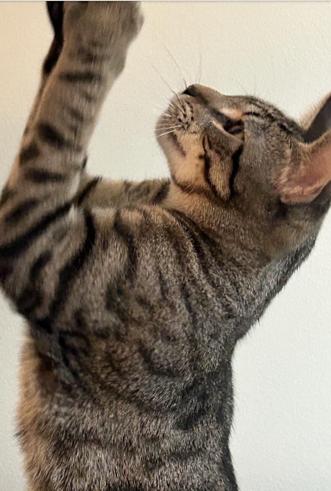 Enlarge Tabby Maguire, a Adoptable Domestic Short Hair in Chicago, IL image 3/4