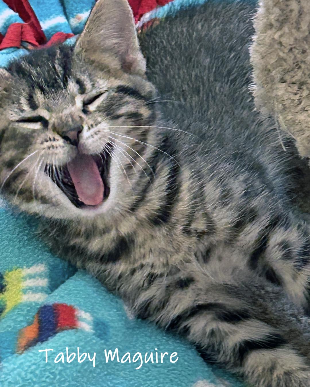 Enlarge Tabby Maguire, a Adoptable Domestic Short Hair in Chicago, IL image 2/4