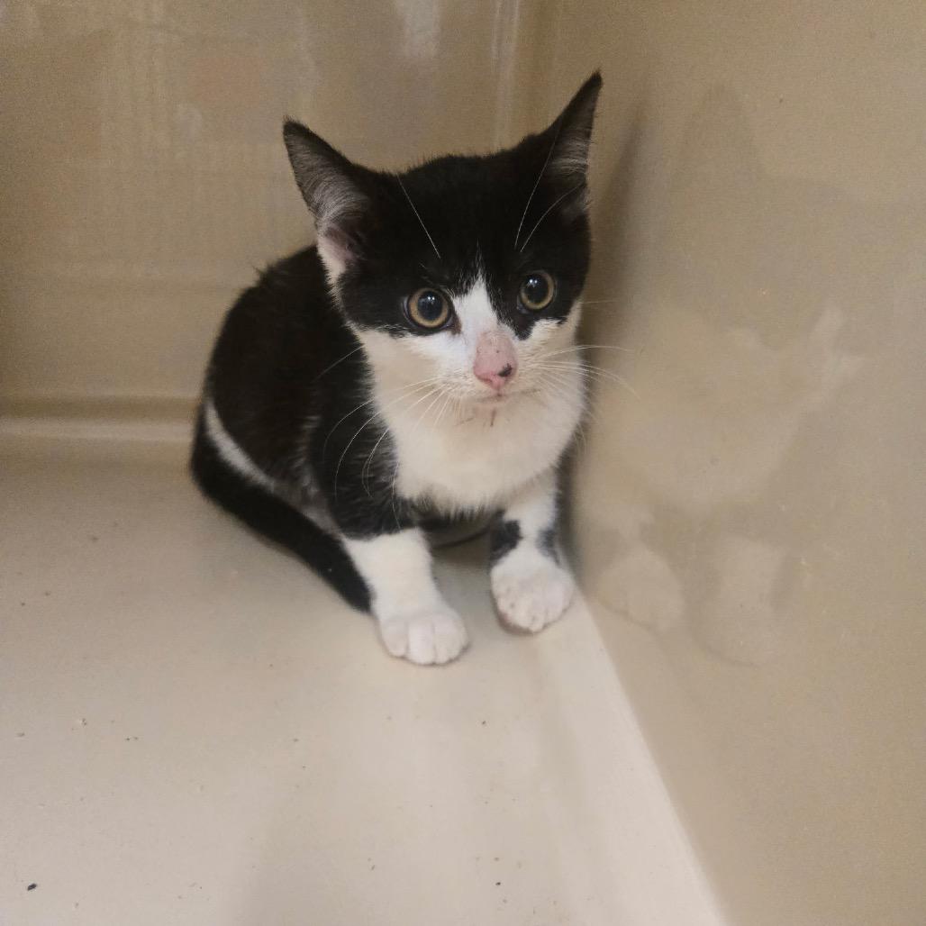 Raja, Adoptable, Kitten Male Domestic Medium Hair.