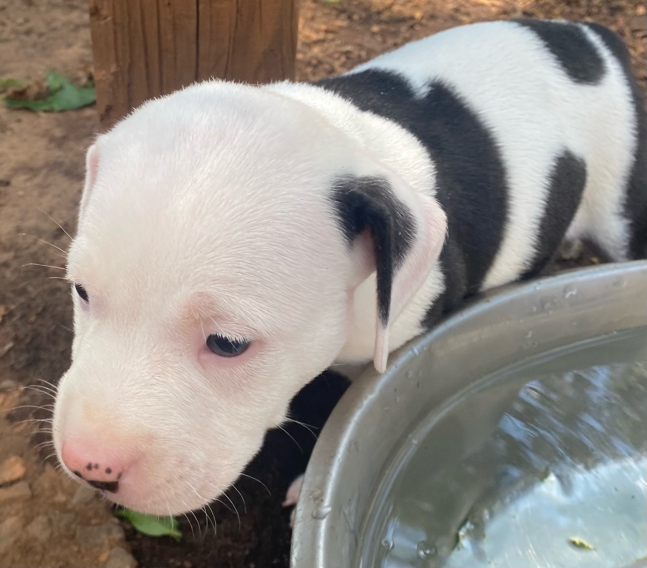 Snoopy, a Adopted American Bulldog in Cumming, GA image 2/6