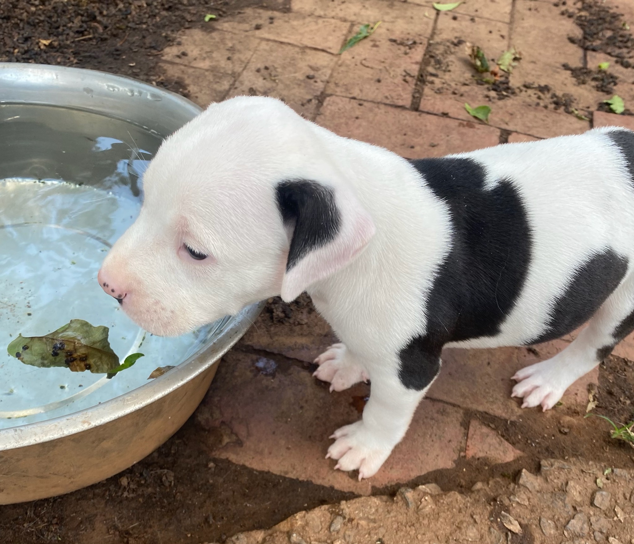 Snoopy, a Adopted American Bulldog in Cumming, GA image 3/6