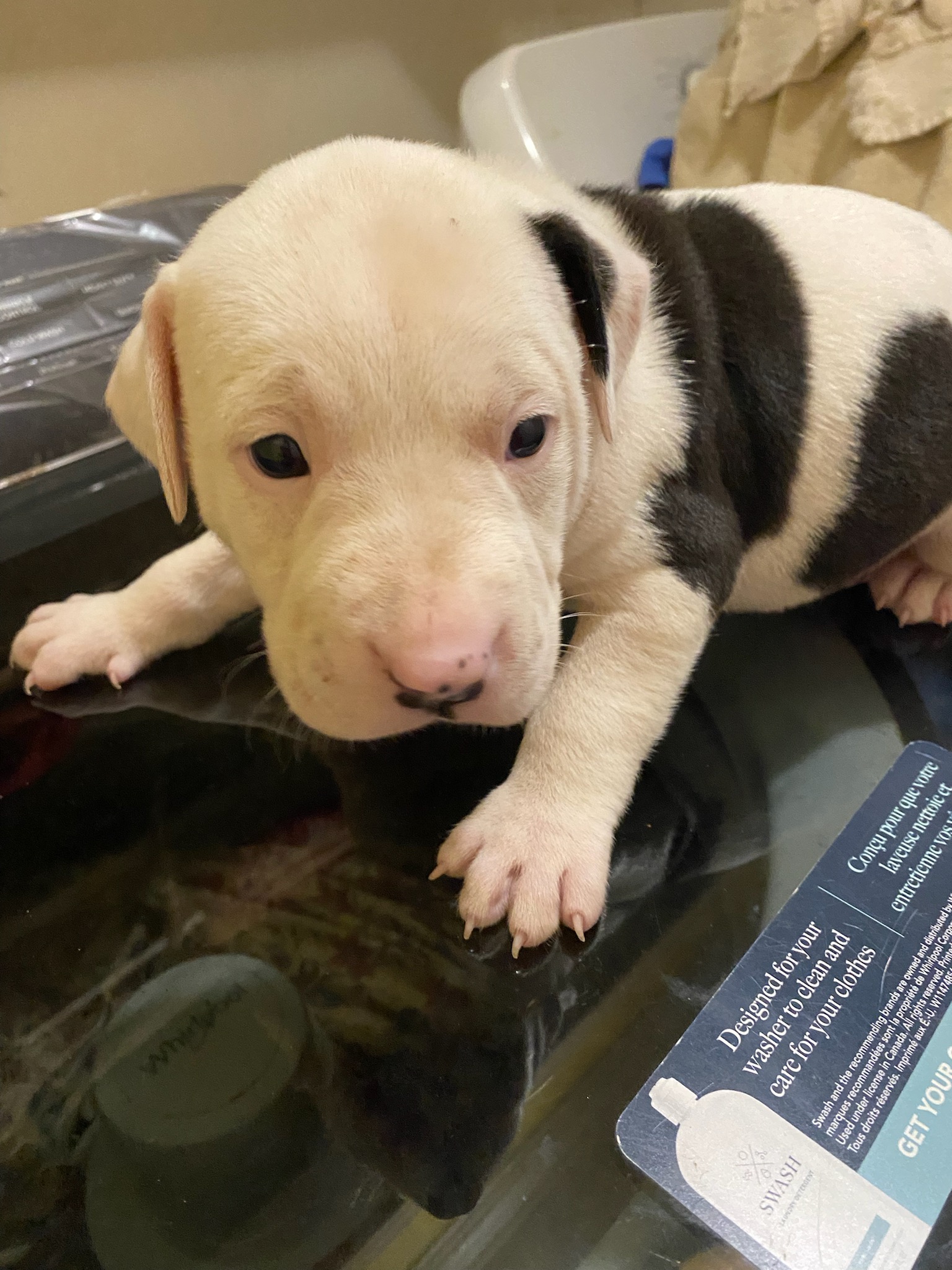 Snoopy, a Adopted American Bulldog in Cumming, GA image 4/6