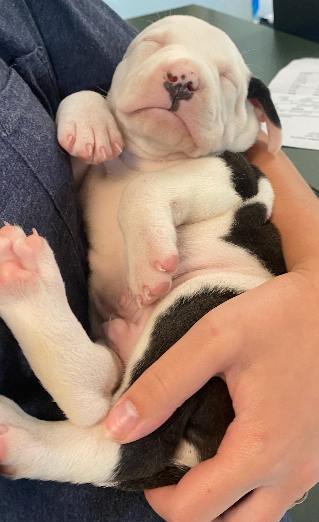 Snoopy, a Adopted American Bulldog in Cumming, GA image 6/6