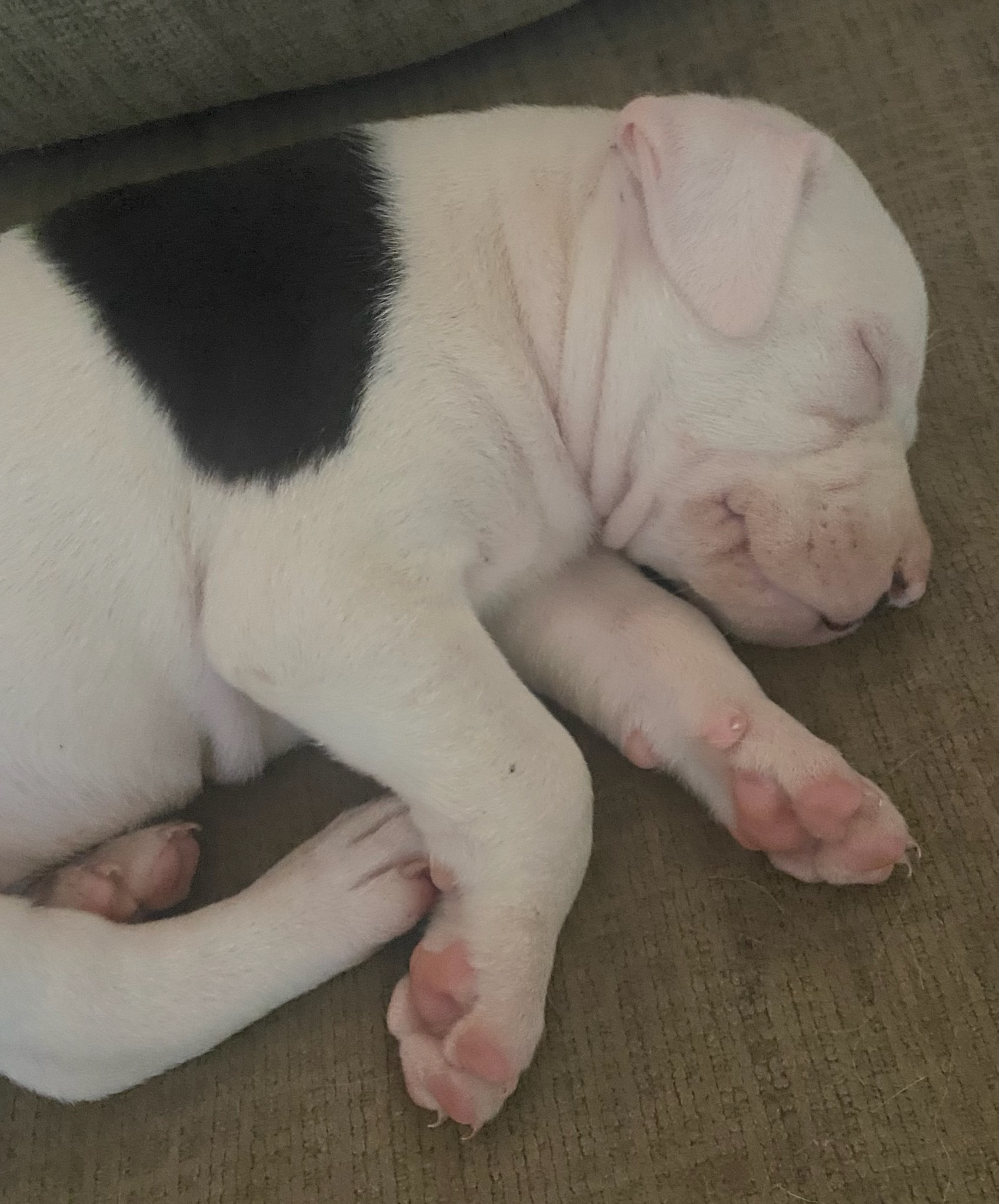 Snoopy, a Adopted American Bulldog in Cumming, GA image 5/6