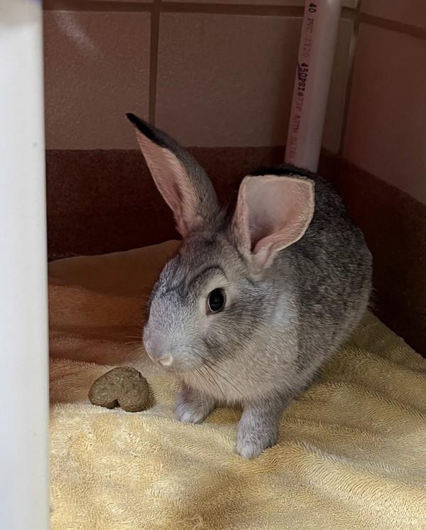 Enlarge Lemon, a Adoptable mixed breed in Novato, CA image 2/2