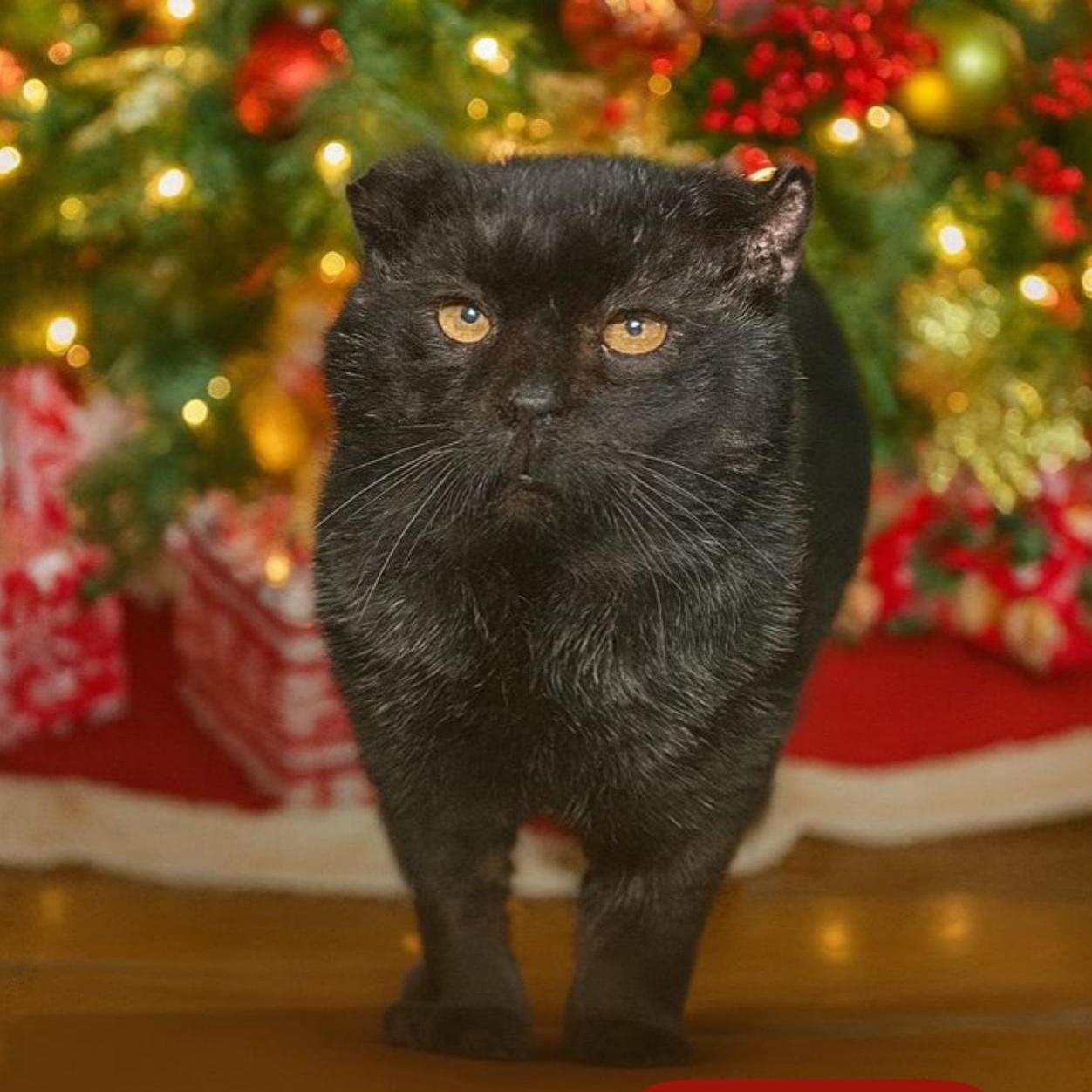 Enlarge Salem, a Adoptable Domestic Short Hair in DuBois, PA image 1/1