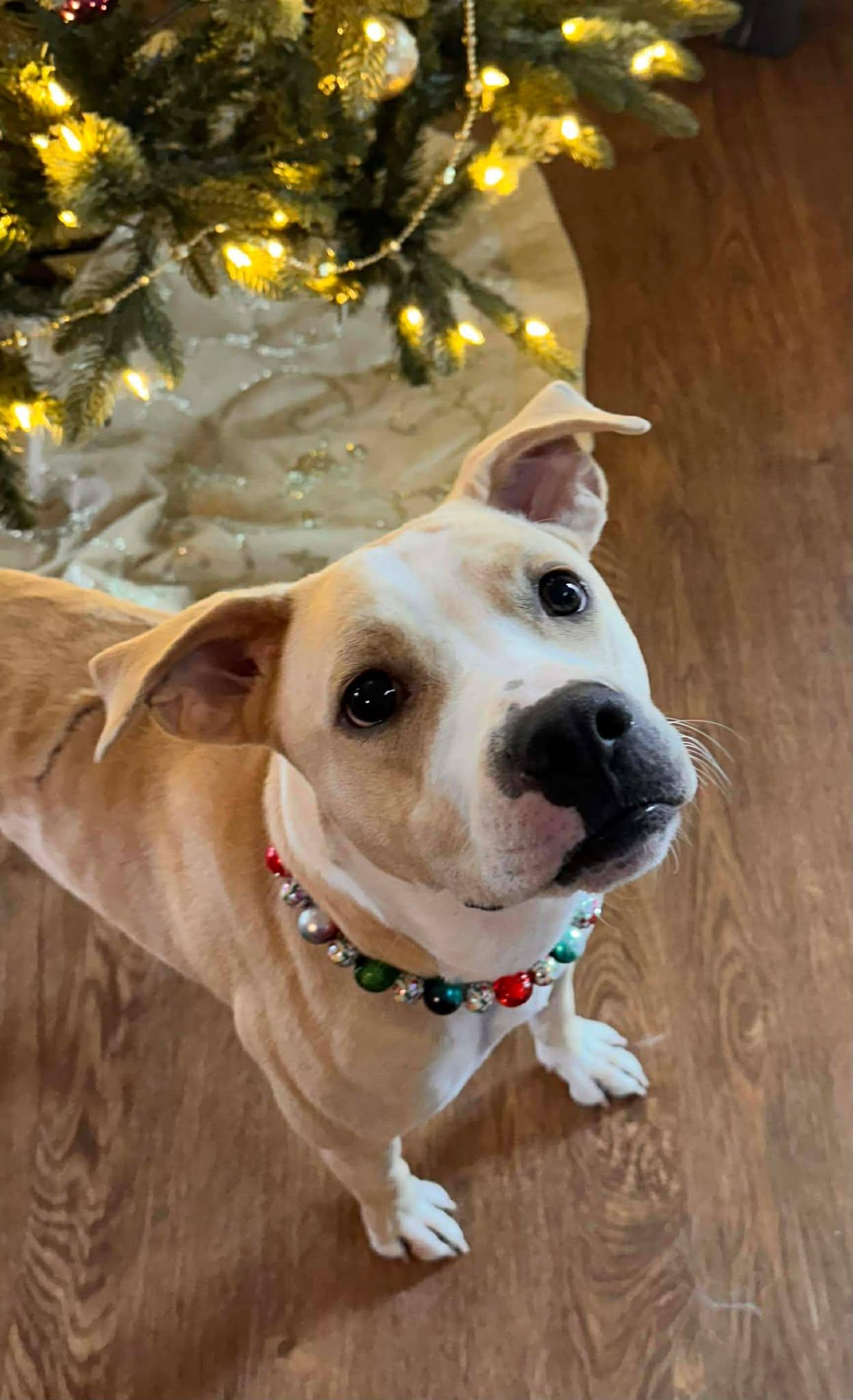 Hannah, Adoptable, Young Female Pit Bull Terrier.