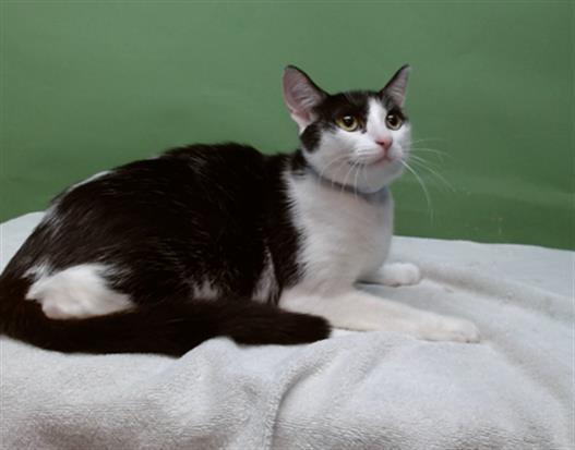 PETUNIA, Adoptable, Young Female Domestic Short Hair.