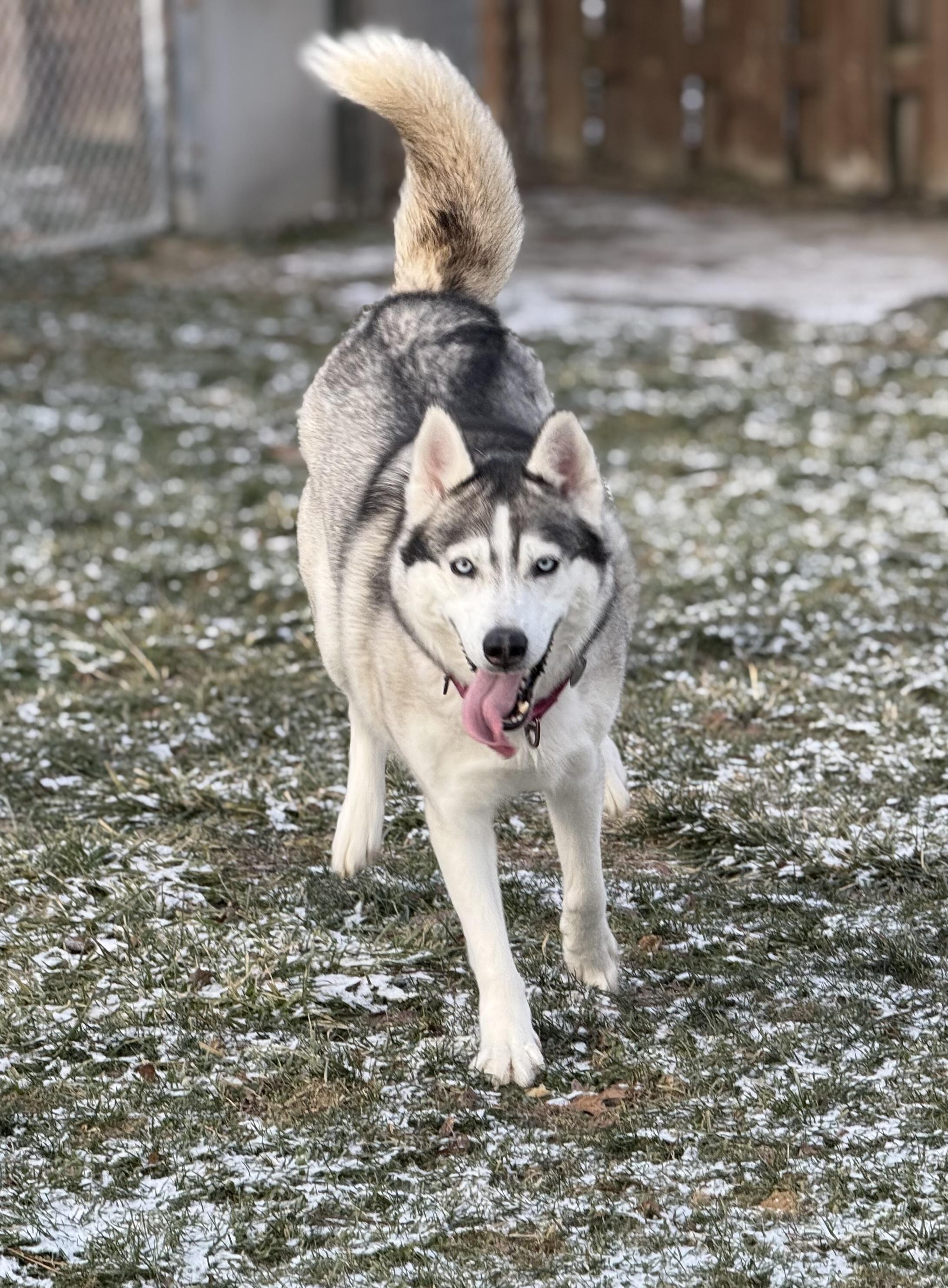 Enlarge Lady, a ADOPTABLE Siberian Husky in Cleveland, OH image 1/6