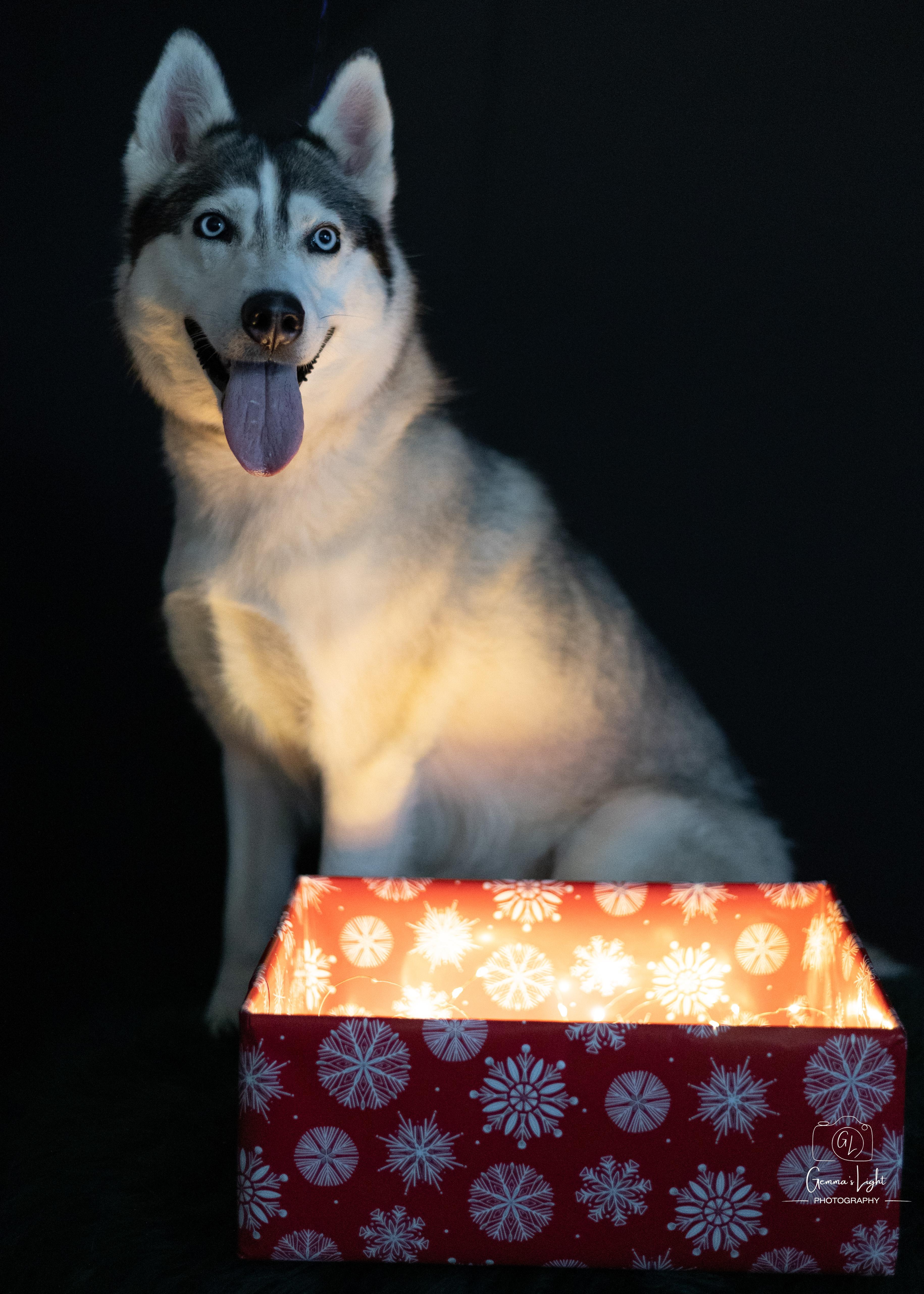 Enlarge Lady, a ADOPTABLE Siberian Husky in Cleveland, OH image 6/6