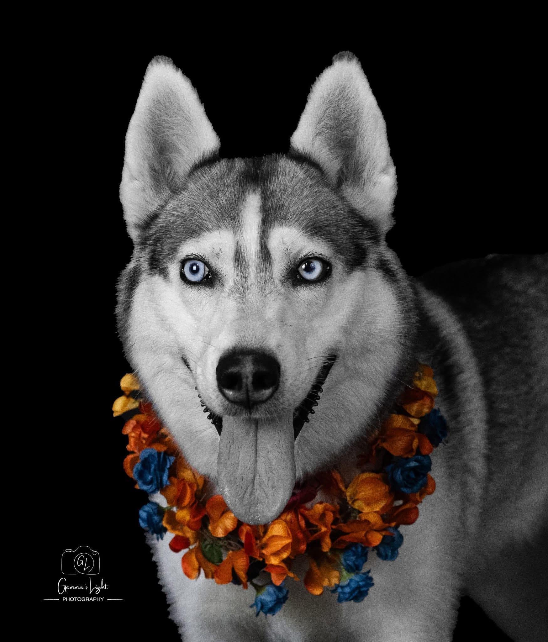 Enlarge Lady, a ADOPTABLE Siberian Husky in Cleveland, OH image 4/6