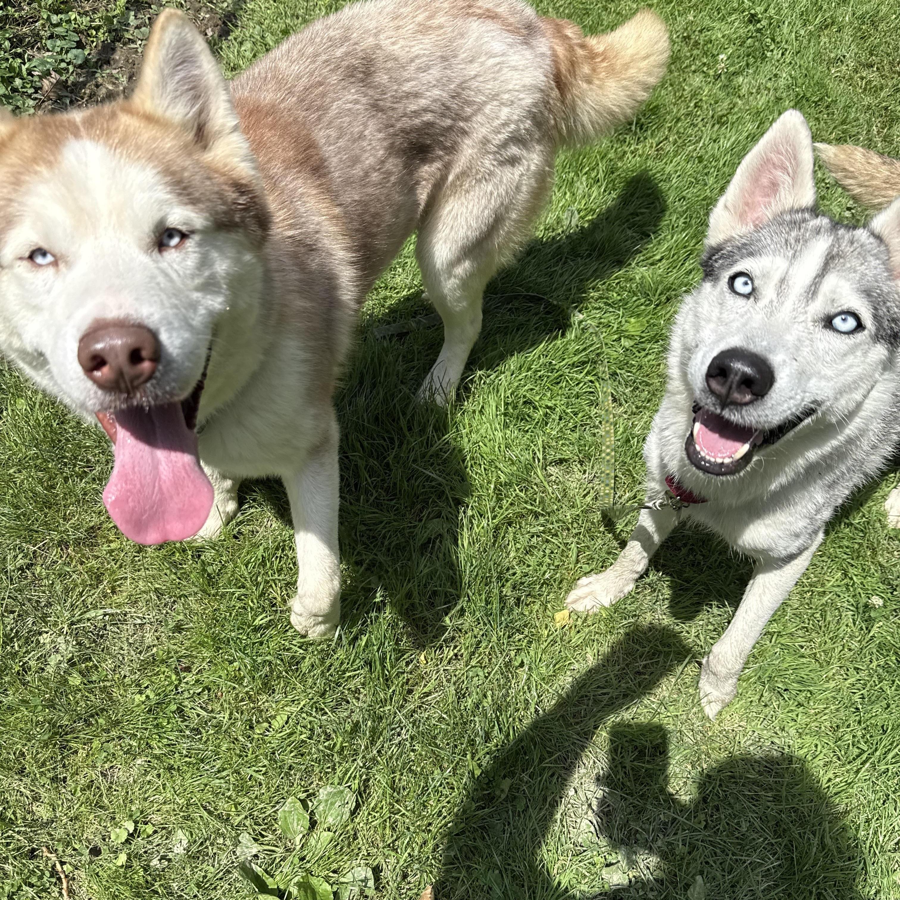 Enlarge Lady, a ADOPTABLE Siberian Husky in Cleveland, OH image 2/6