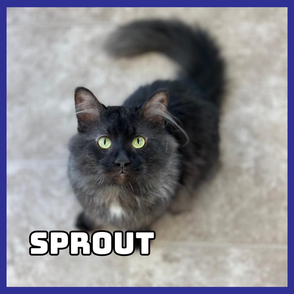 Enlarge Sprout, a Adoptable Domestic Long Hair in Glenwood, MN image 1/3