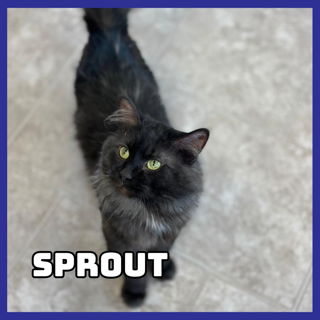 Enlarge Sprout, a Adoptable Domestic Long Hair in Glenwood, MN image 2/3