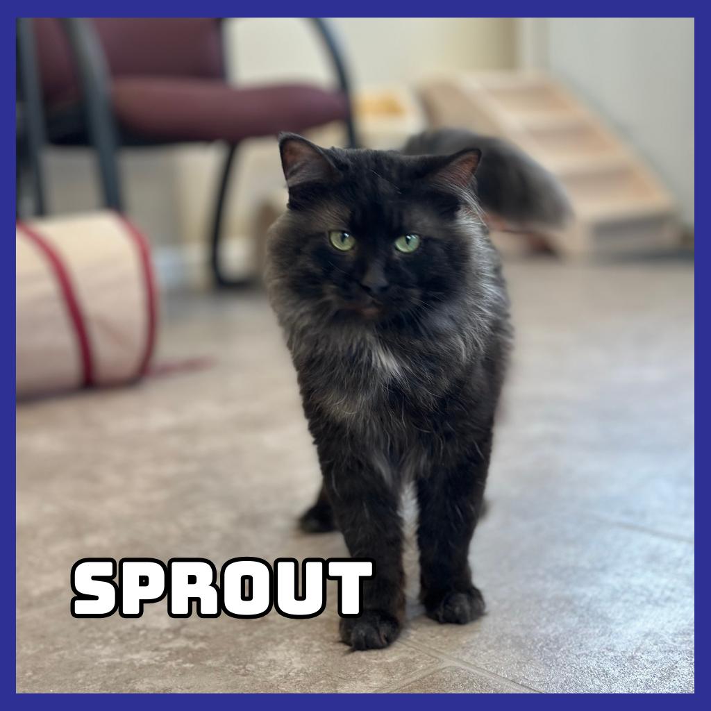 Enlarge Sprout, a Adoptable Domestic Long Hair in Glenwood, MN image 3/3