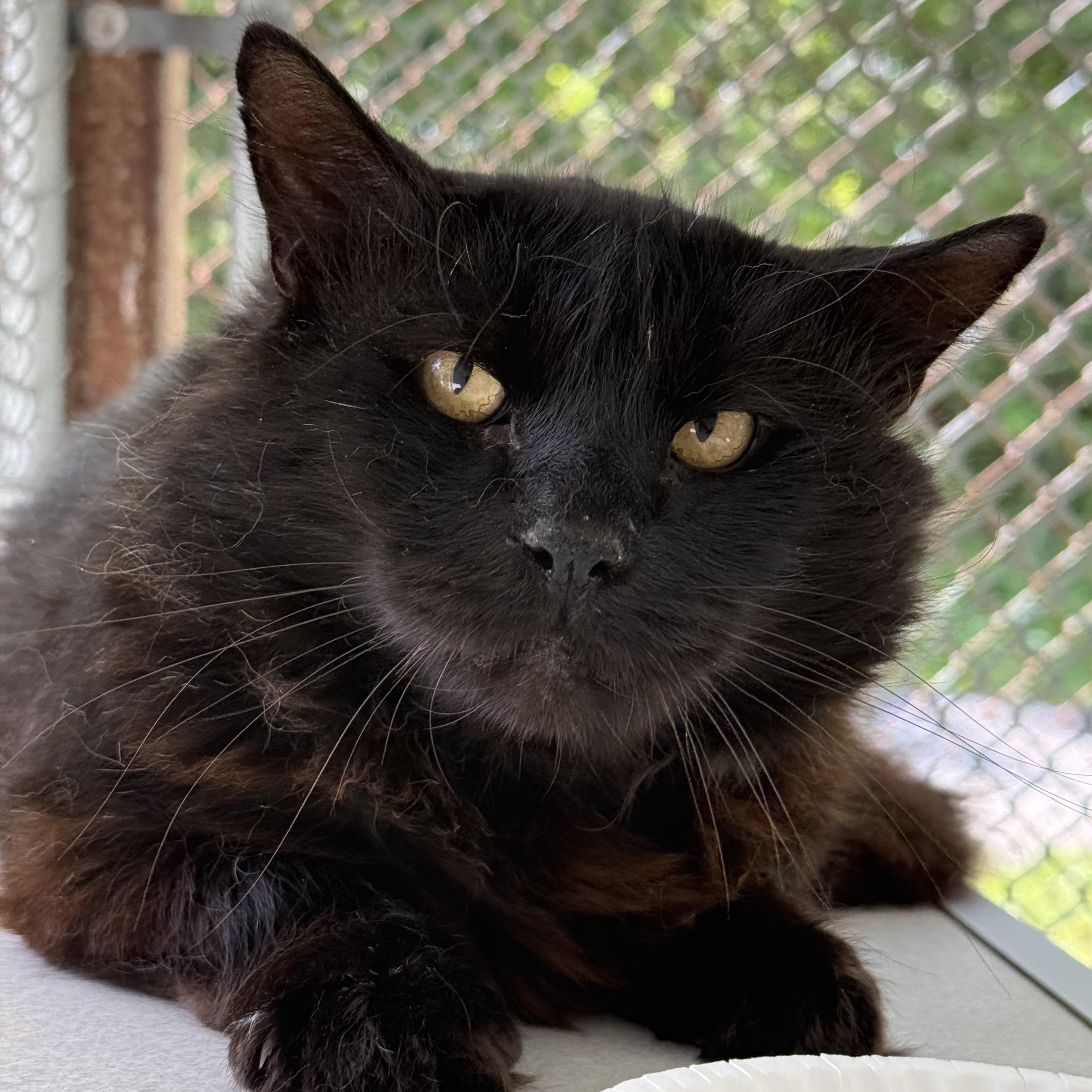 Enlarge Knight, a Adoptable mixed breed in West Milford, NJ image 2/3