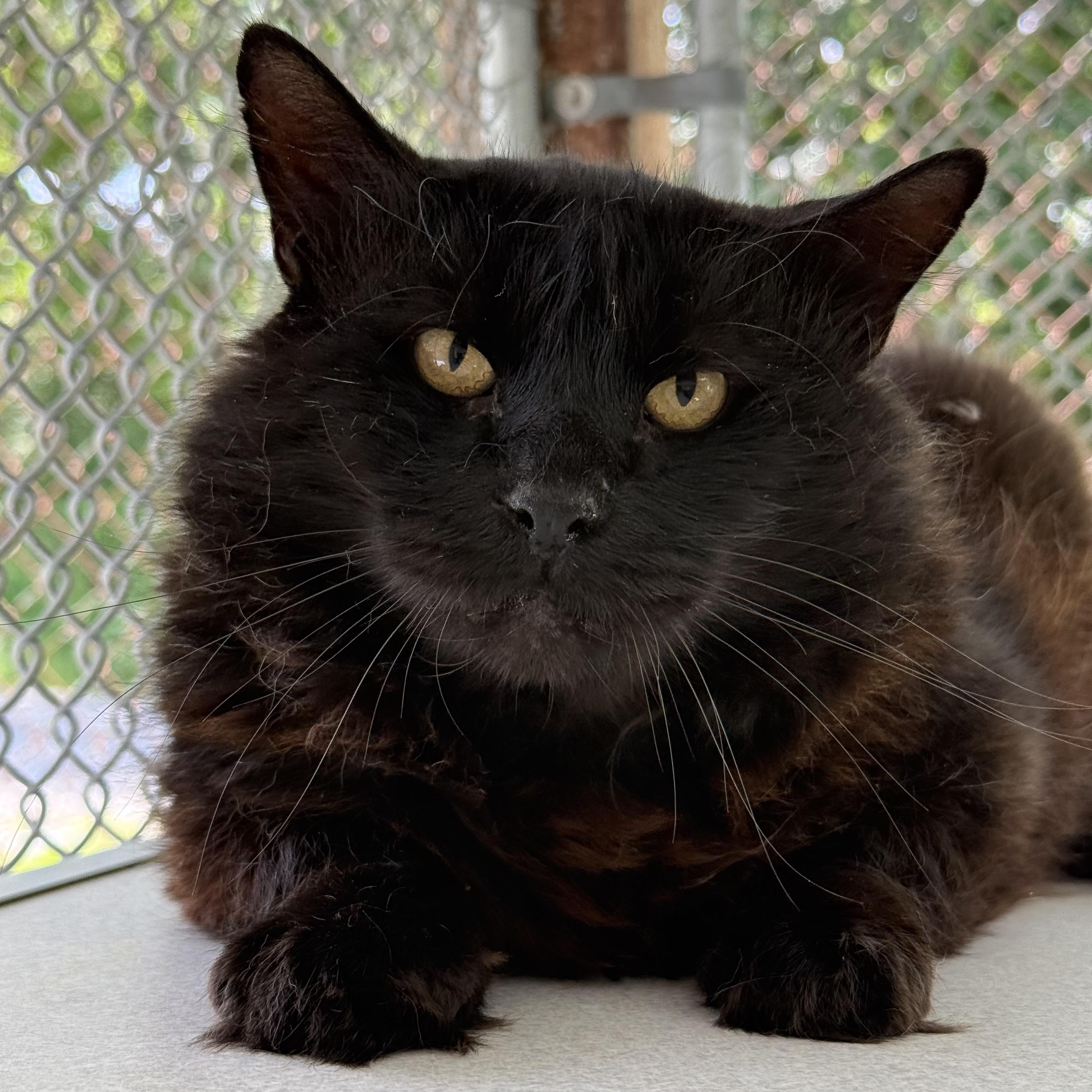 Enlarge Knight, a Adoptable mixed breed in West Milford, NJ image 1/3