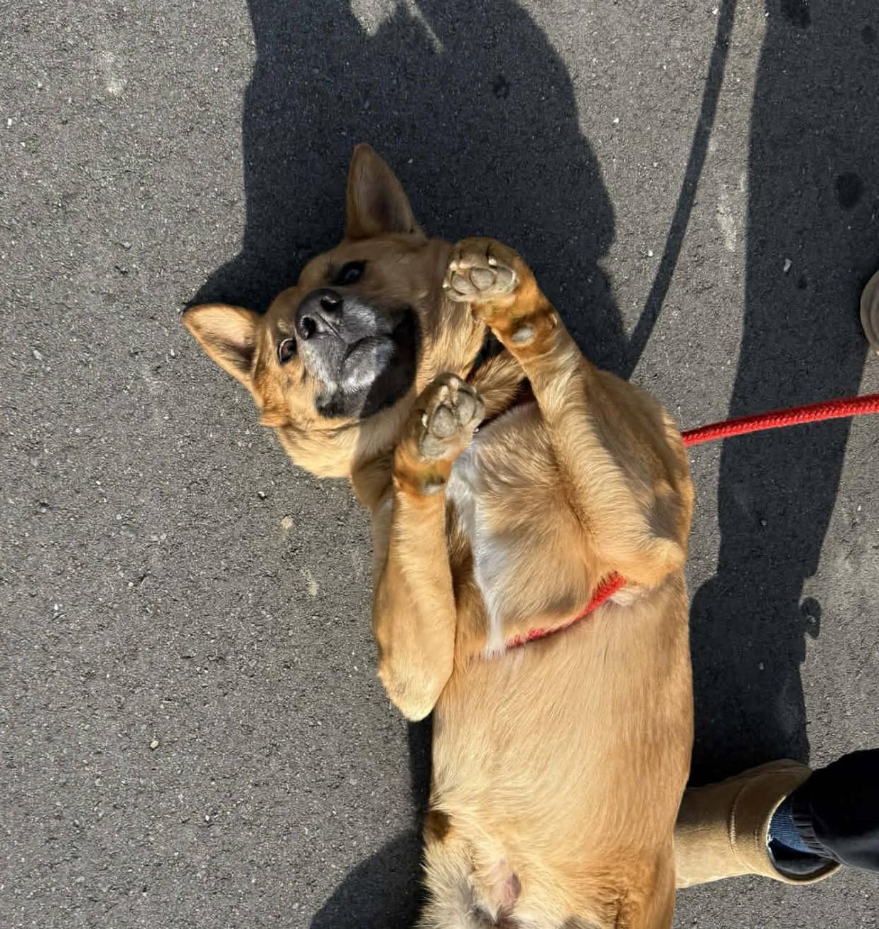 Duke, an adopted mixed breed in Carsonville, MI image 5/6
