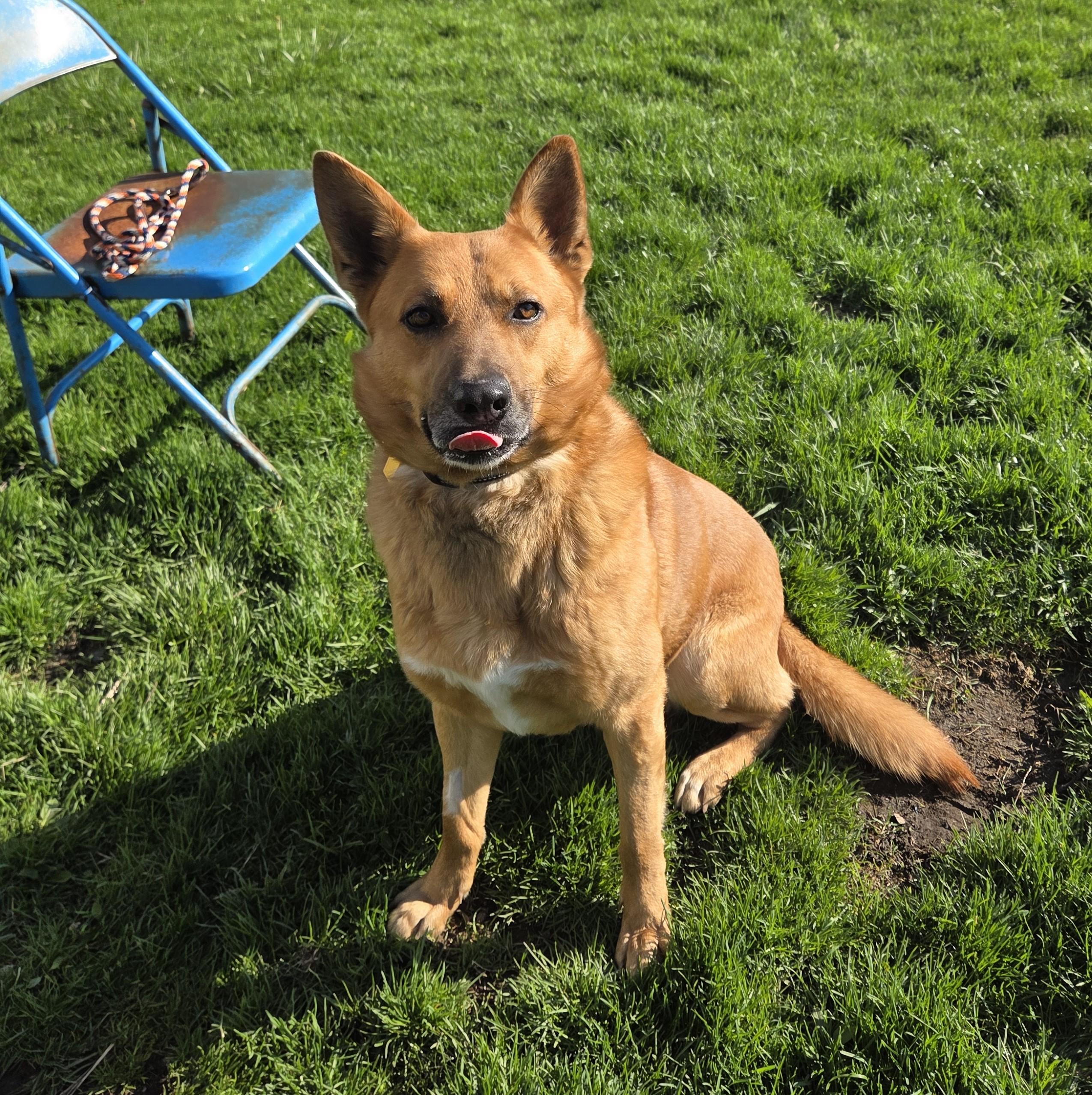 Enlarge Duke, an adoptable mixed breed in Carsonville, MI image 2/4