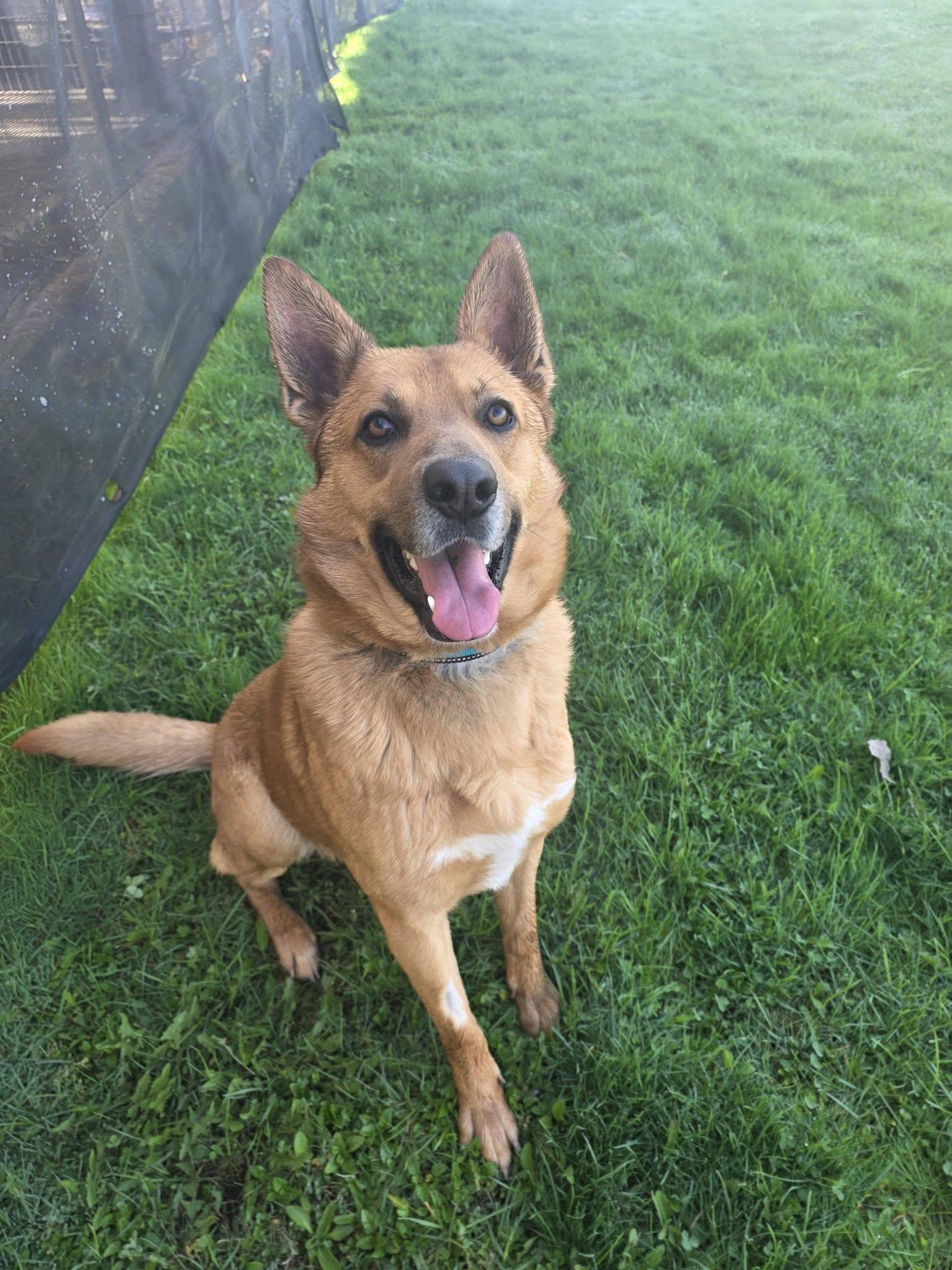 Duke, adoptable, Adult Male Shepherd.