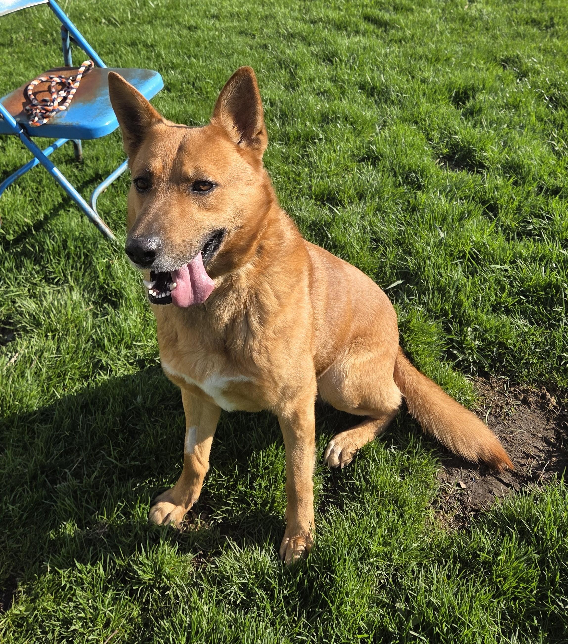 Enlarge Duke, an adoptable mixed breed in Carsonville, MI image 3/4
