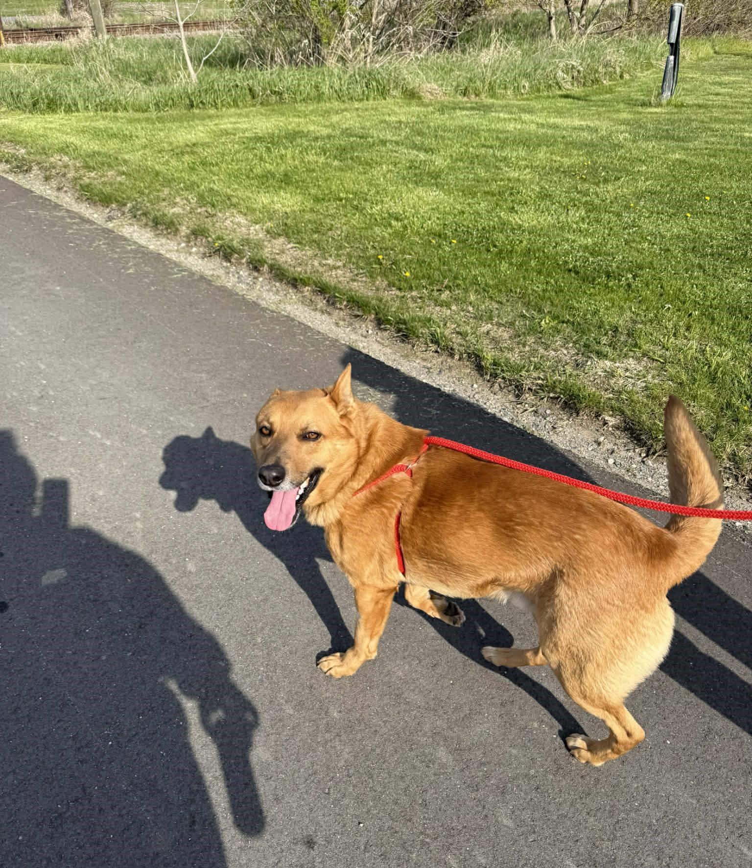 Duke, an adopted mixed breed in Carsonville, MI image 6/6