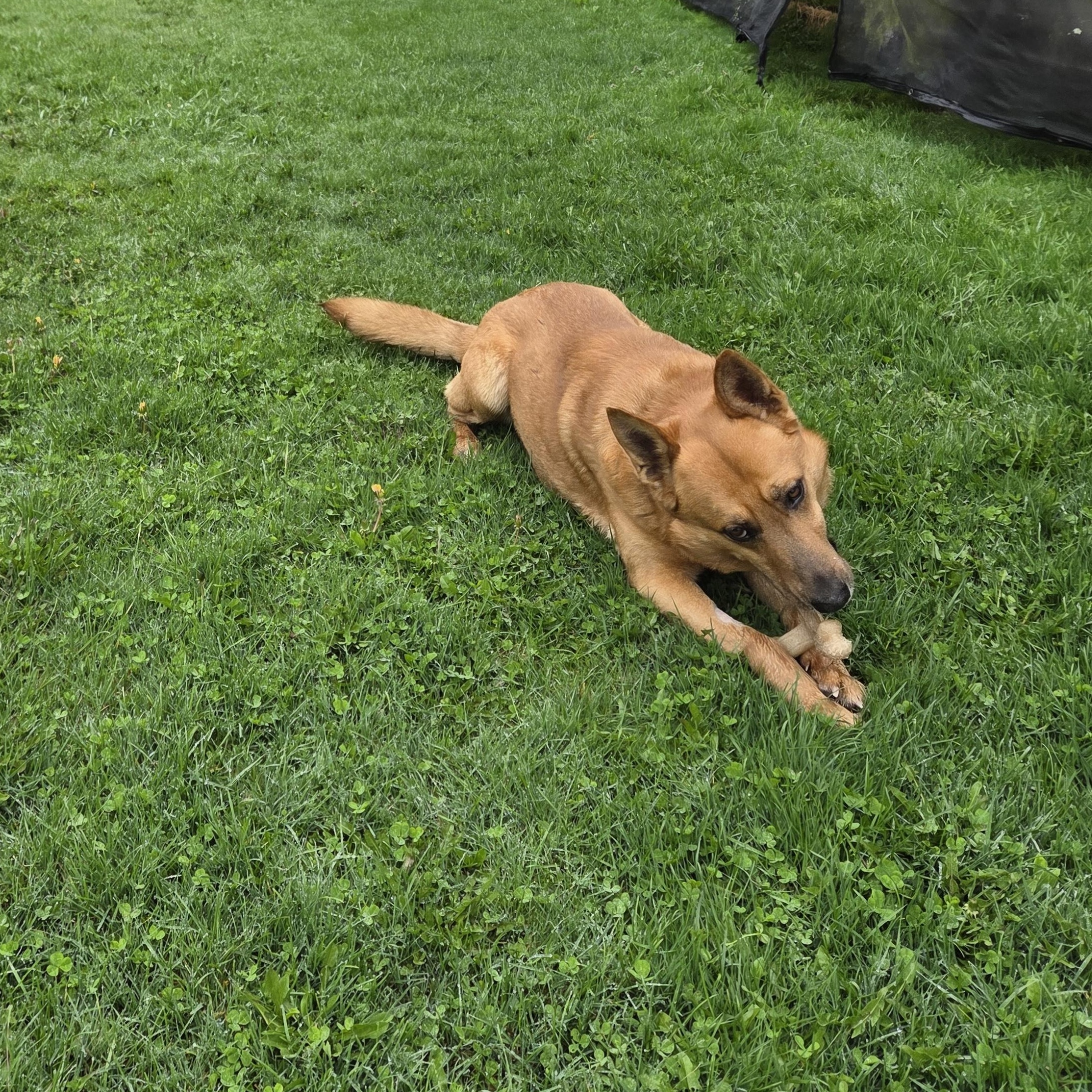 Duke, an adopted mixed breed in Carsonville, MI image 4/6