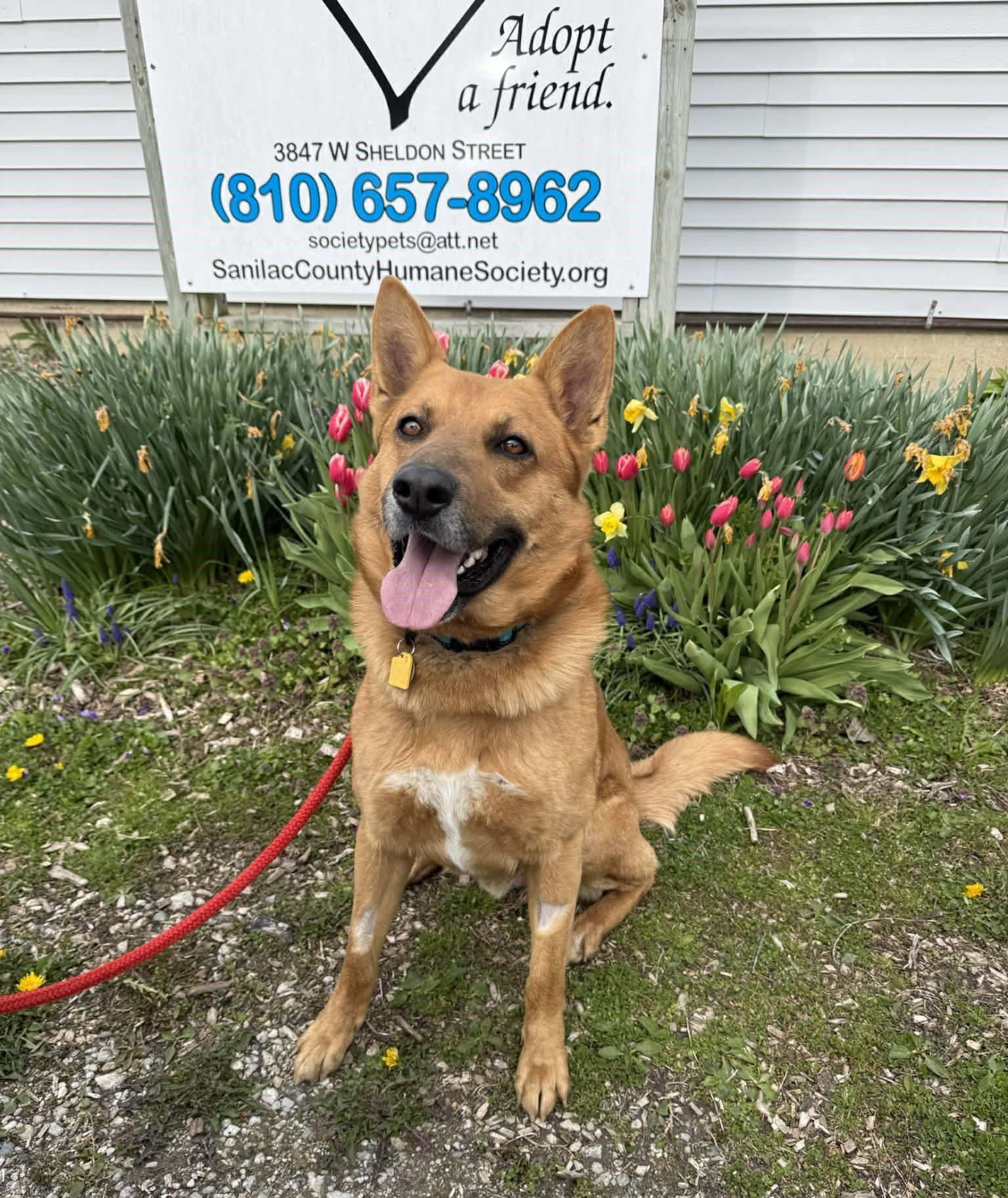 Duke, an adopted mixed breed in Carsonville, MI image 1/6