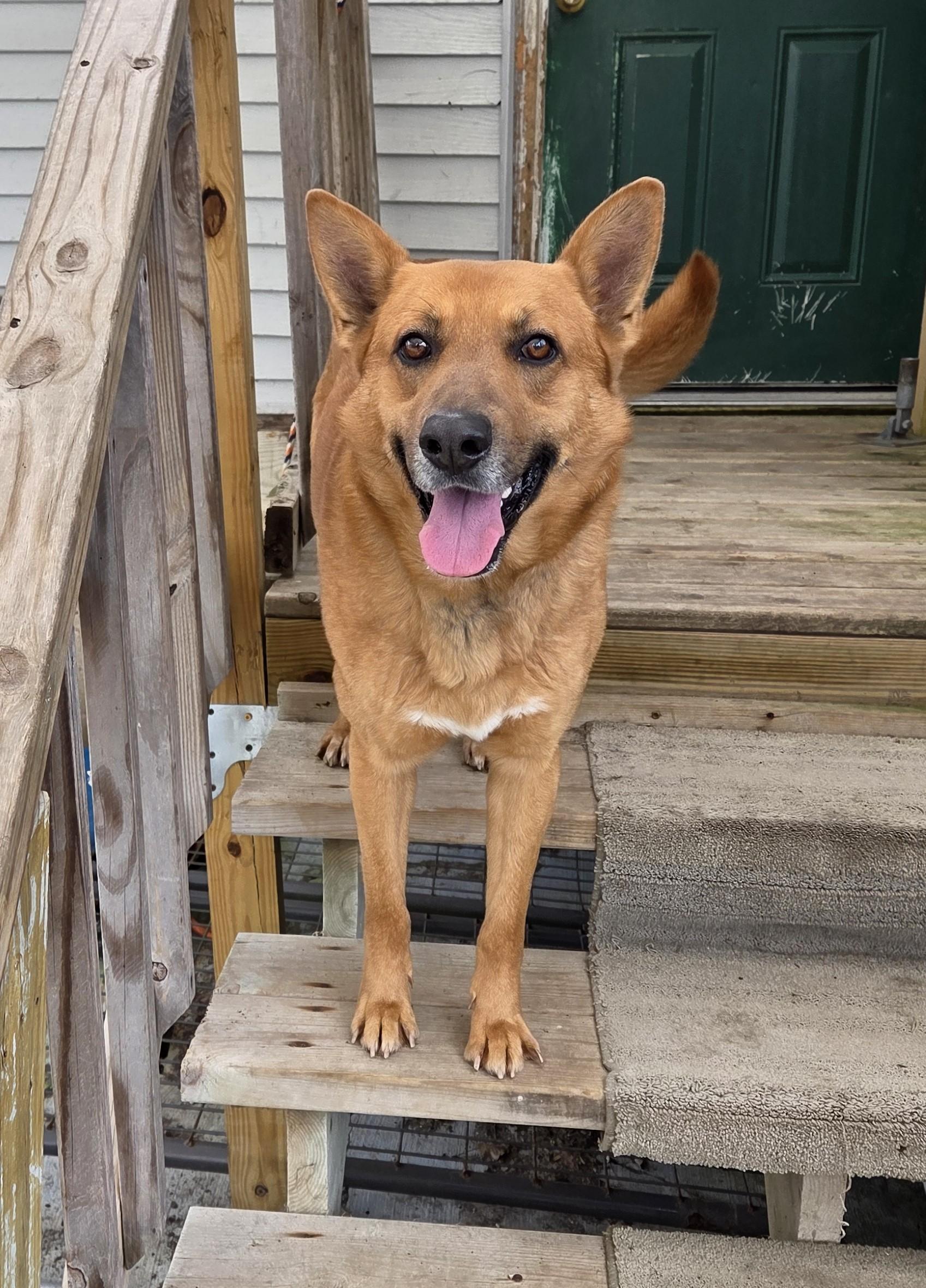 Duke, adoptable, Adult Male Shepherd.