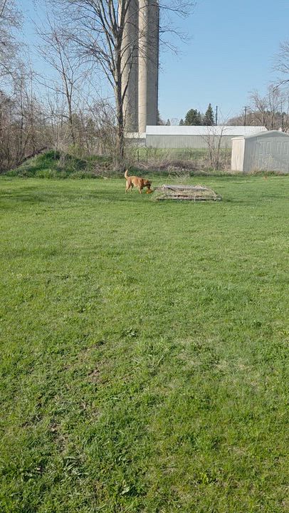 Enlarge Duke, an adoptable mixed breed in Carsonville, MI video 4/4