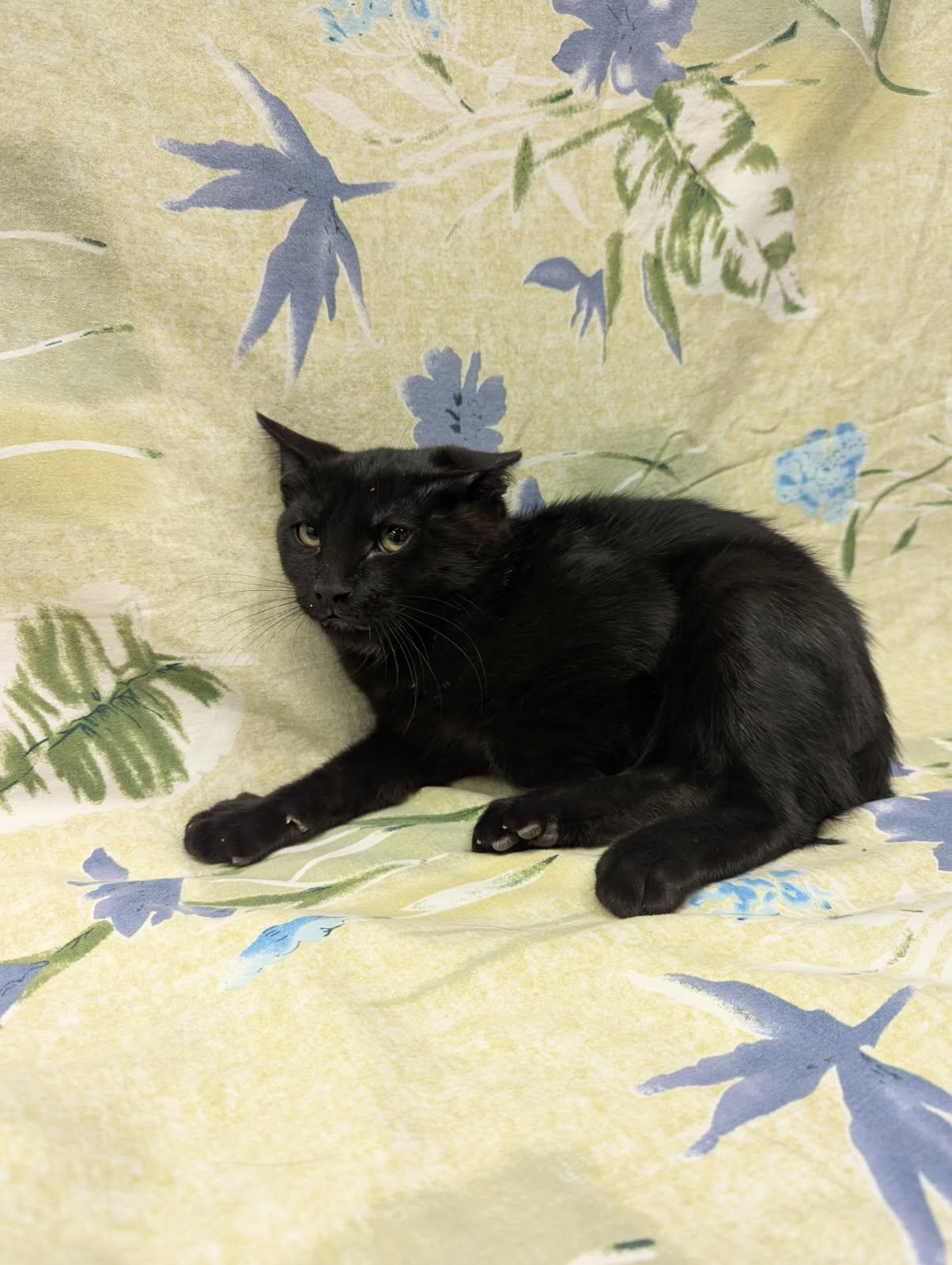 Keegan, Adoptable, Young Male Domestic Short Hair.