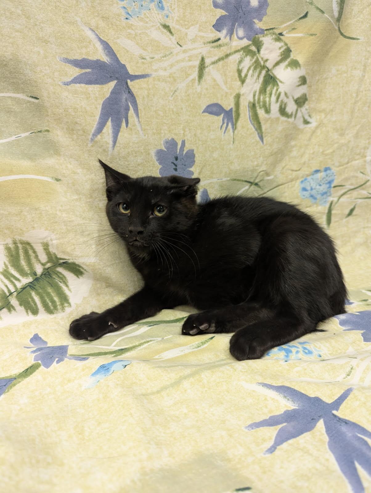 Enlarge Keegan, a Adoptable Domestic Short Hair in Payson, AZ image 2/2