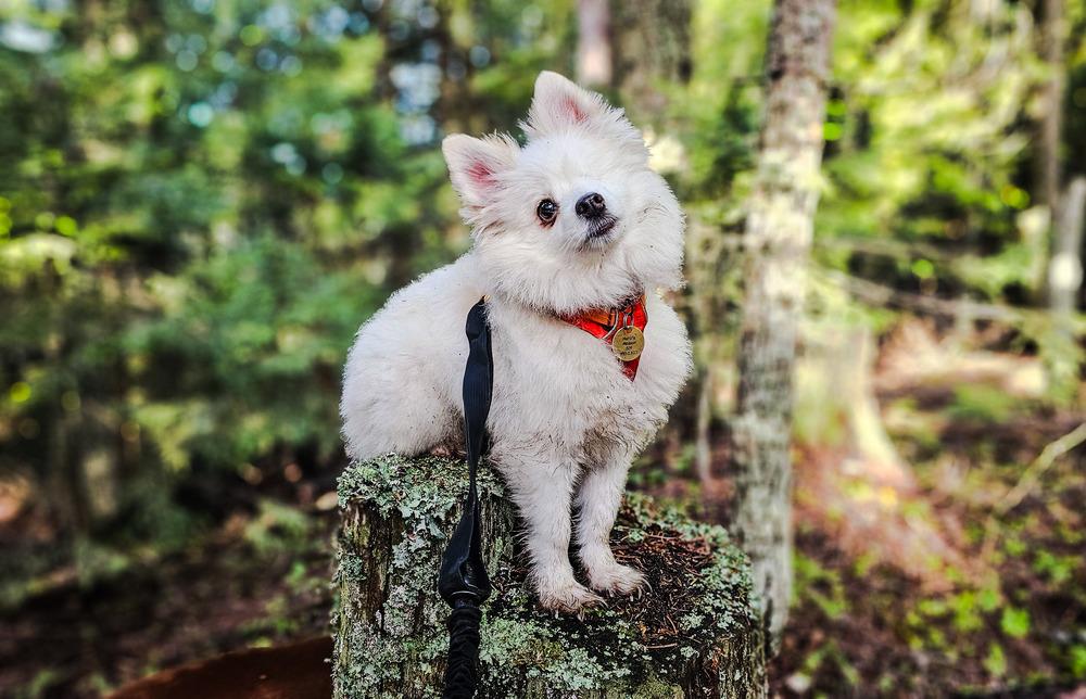 Biscotti, Adoptable, Adult Female Pomeranian.