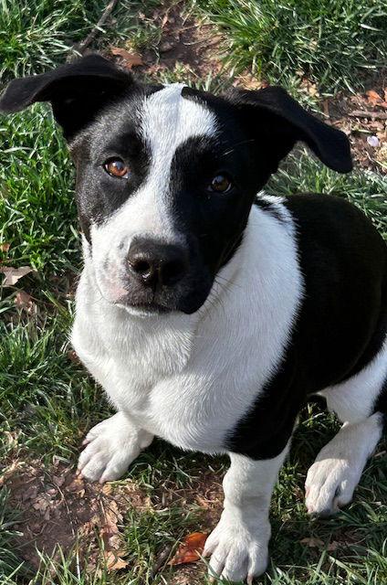 Oreo, Adoptable, Young Male Labrador Retriever & Jack Russell Terrier.