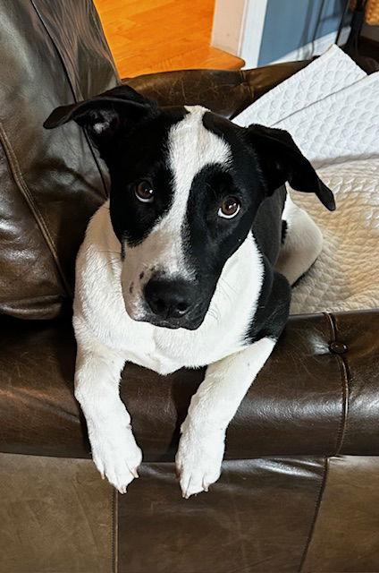 Enlarge Oreo, a Adoptable mixed breed in Herndon, VA image 2/3