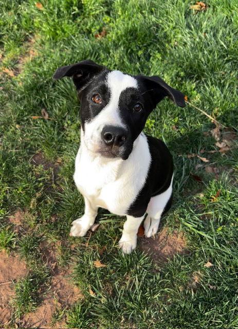 Enlarge Oreo, a Adoptable mixed breed in Herndon, VA image 3/3