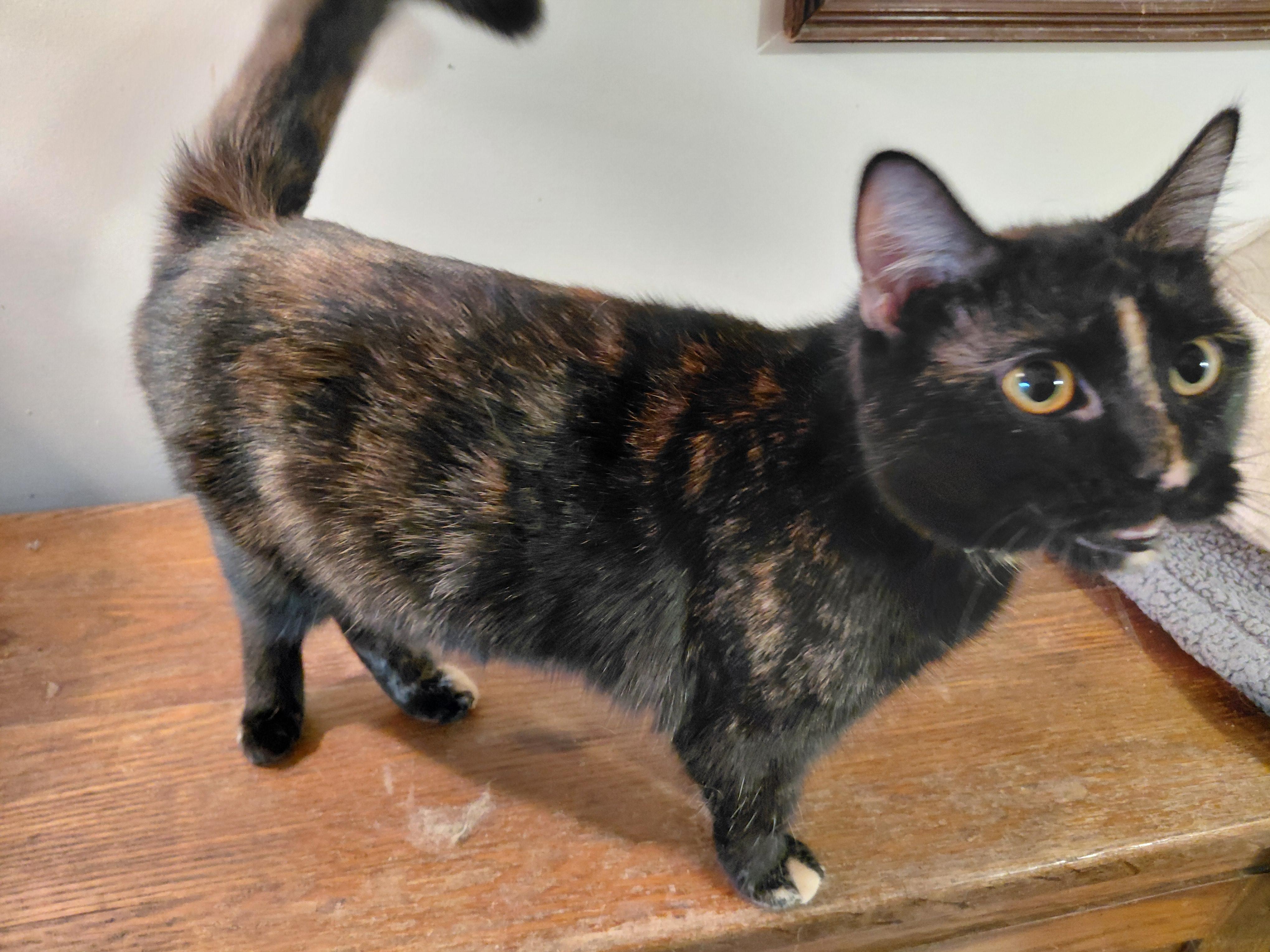 Enlarge Milly, an adopted Domestic Short Hair in Louisville, KY image 2/2