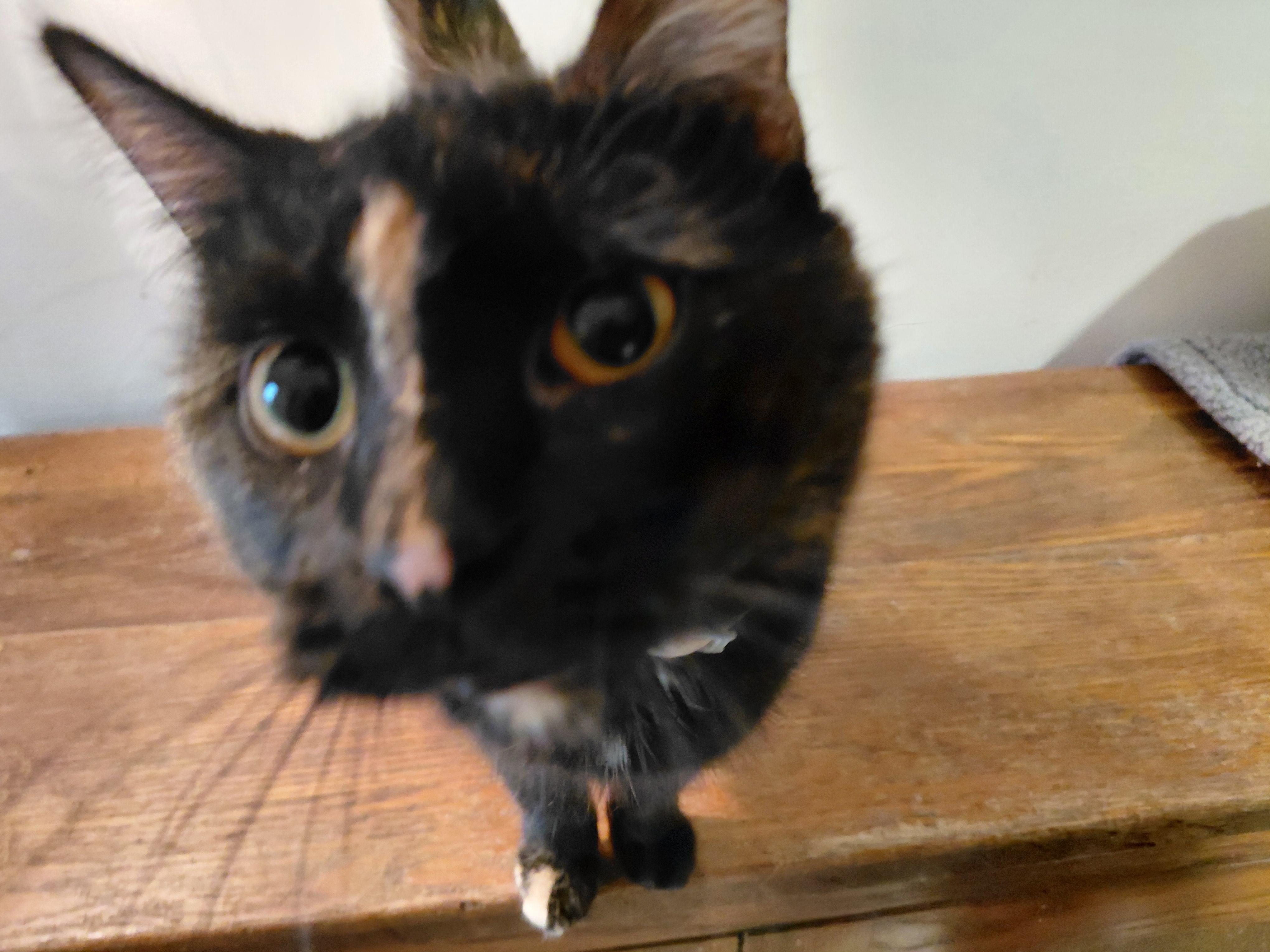 Enlarge Milly, an adopted Domestic Short Hair in Louisville, KY image 1/2