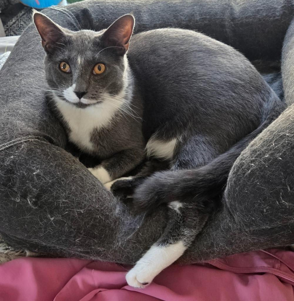 Penn, Adoptable, Young Male Domestic Short Hair.