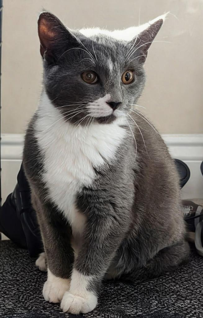 Penn, Adoptable, Kitten Male Domestic Short Hair.