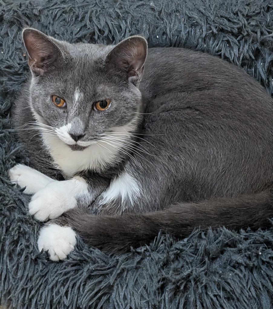 Penn, a Adoptable mixed breed in Evans, GA image 2/3