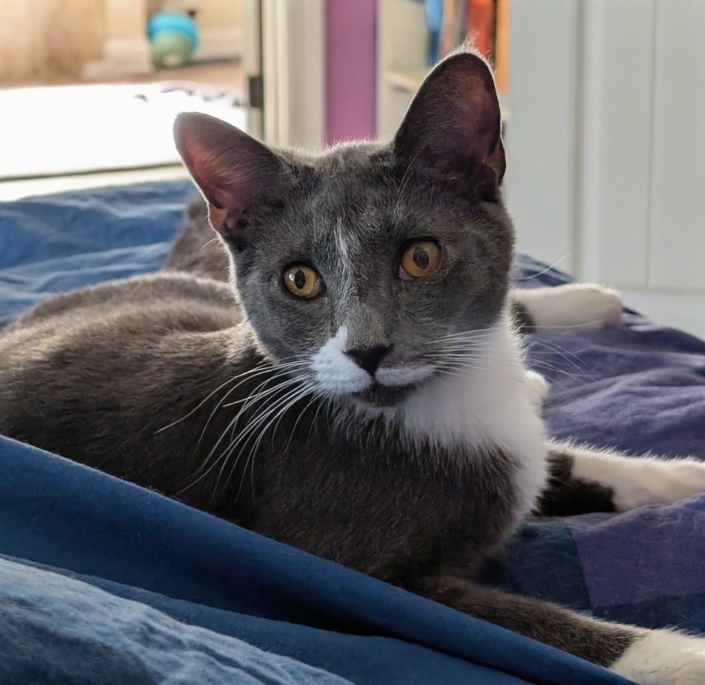 Penn, a Adoptable mixed breed in Evans, GA image 3/3