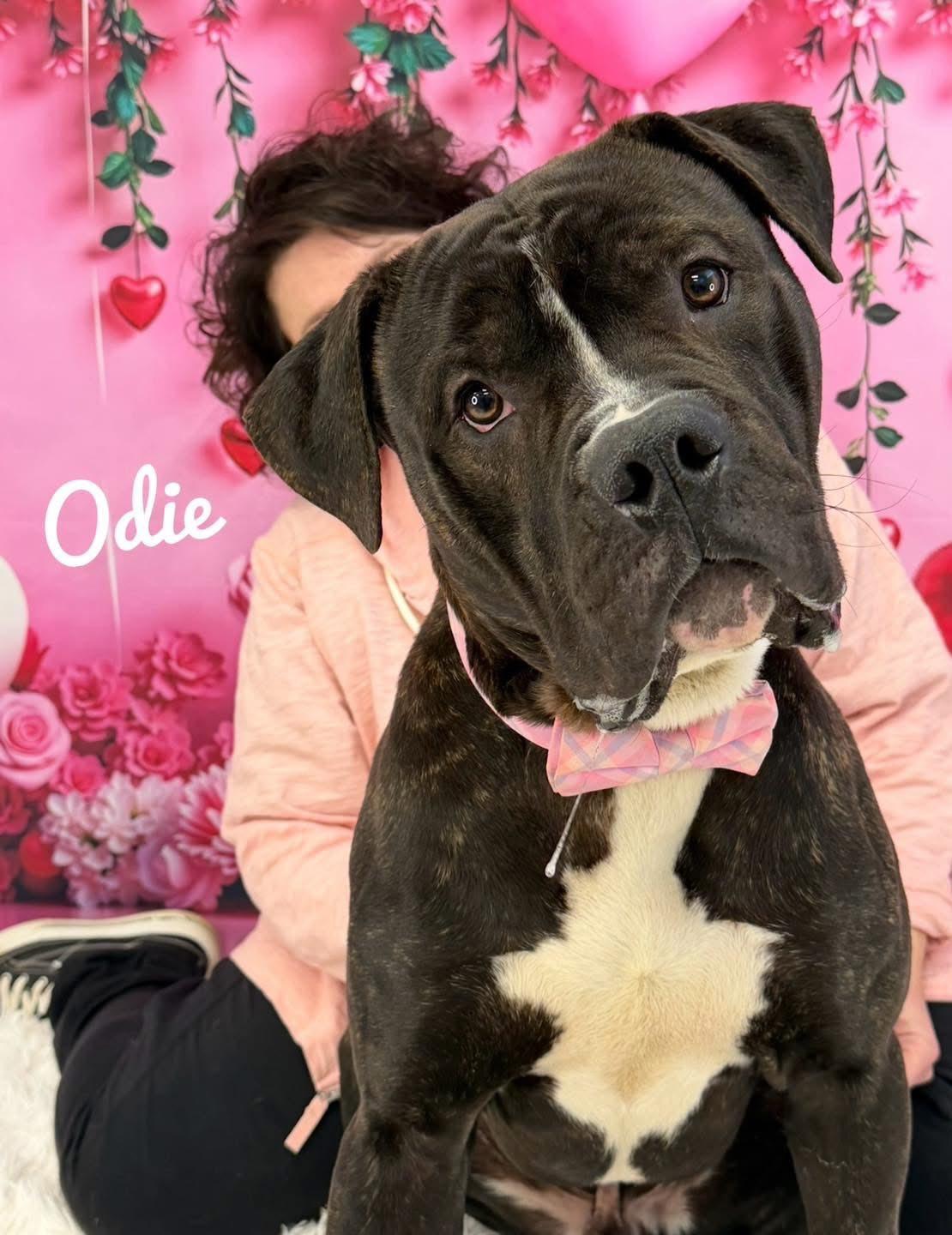 Enlarge Odie, a ADOPTABLE Mixed Breed in Flint, MI image 1/1
