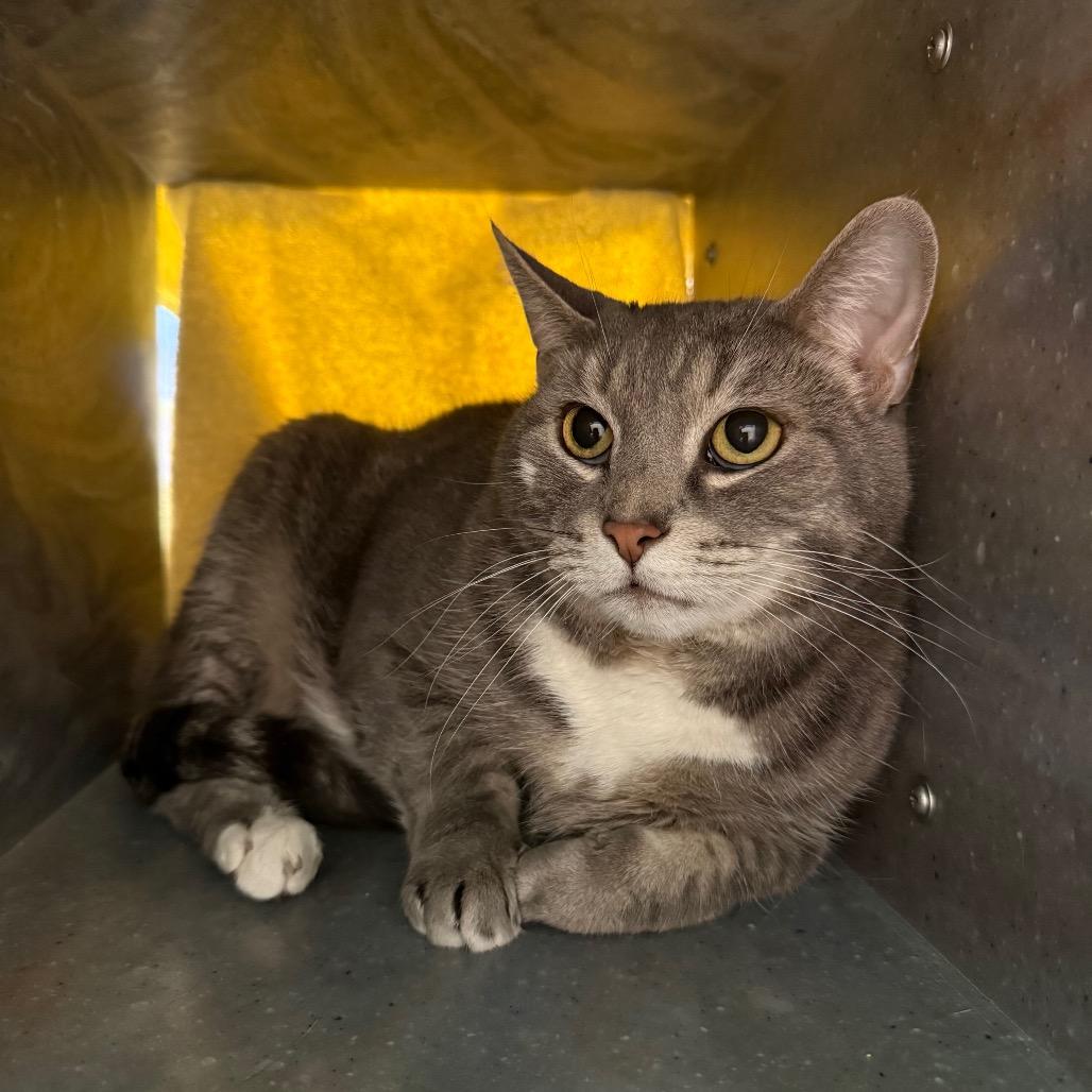Enlarge Maya and Bella, a Adoptable Domestic Short Hair in Pittsburgh, PA image 1/1