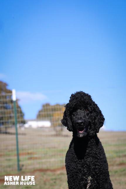 Curly, adopted, Adult Male Standard Poodle.