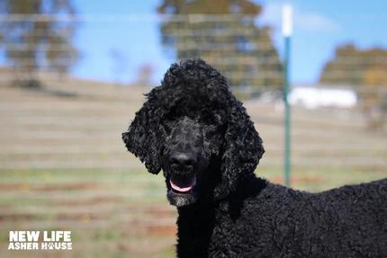 Enlarge Curly, an adopted Standard Poodle in Portland, OR image 2/3