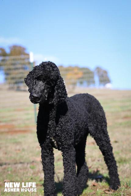 Enlarge Curly, an adopted Standard Poodle in Portland, OR image 3/3