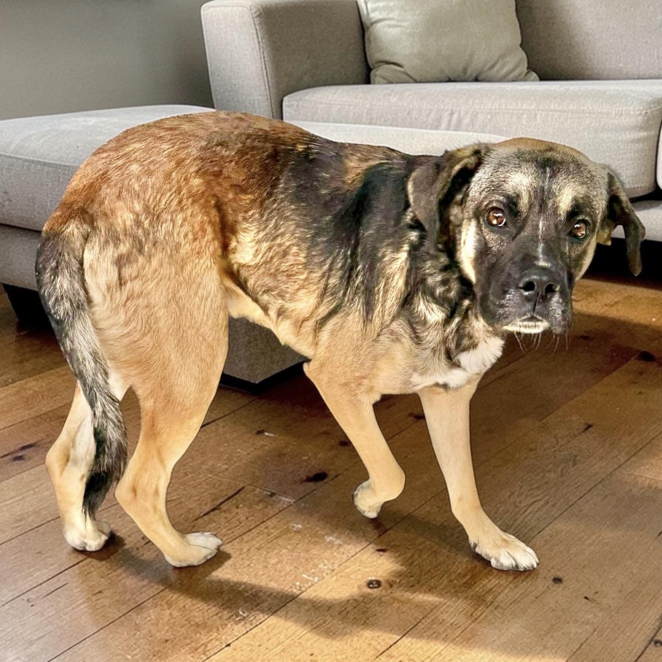 Enlarge Hoop, a Adoptable mixed breed in DeWitt, NY image 4/6