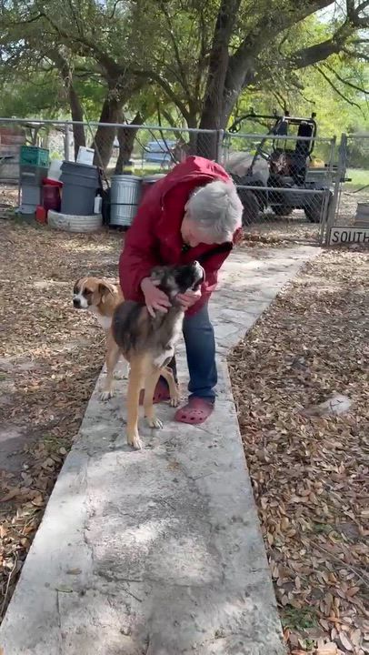 Enlarge Hoop, a Adoptable mixed breed in DeWitt, NY video 2/6