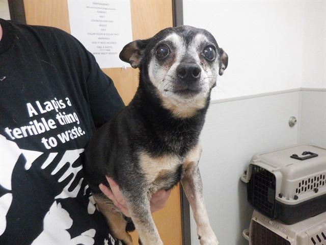 JACKSON, Adoptable, Senior Male Chihuahua & Mixed Breed.